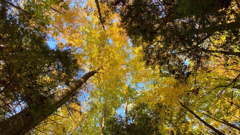 Tree Canopy