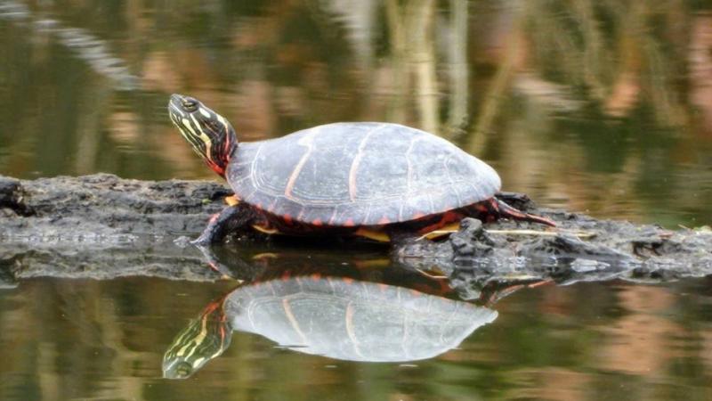 Painted Turtle