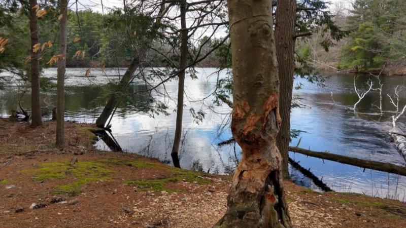 Tree chewed by beaver next to a waterway.