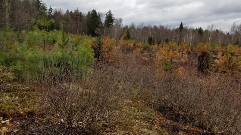 White Mountain National Forest