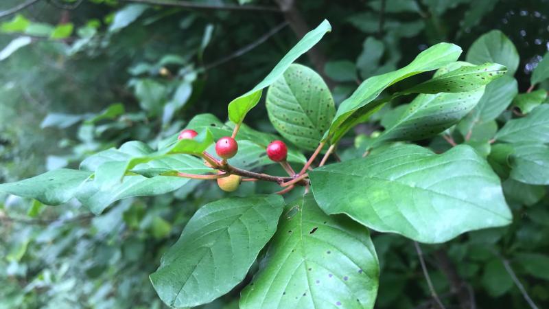 Buckthorn berries