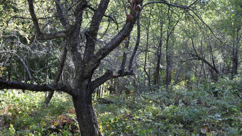 Orchard tree