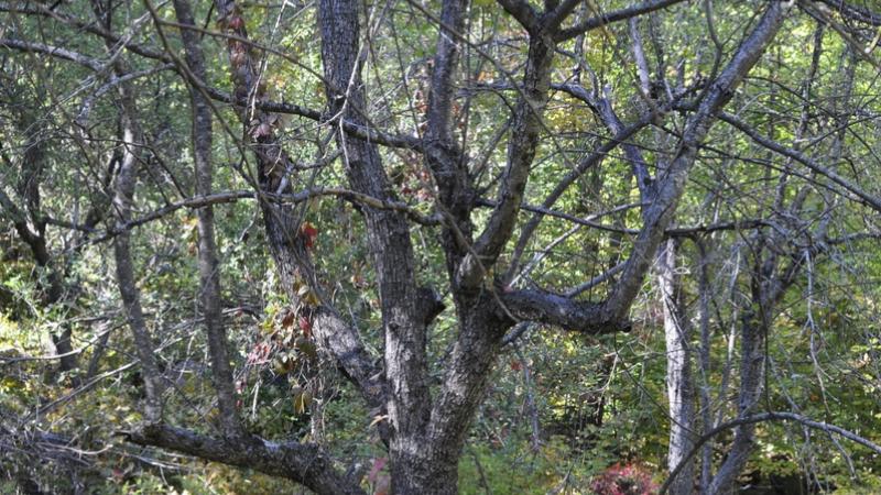Orchard tree in the forest