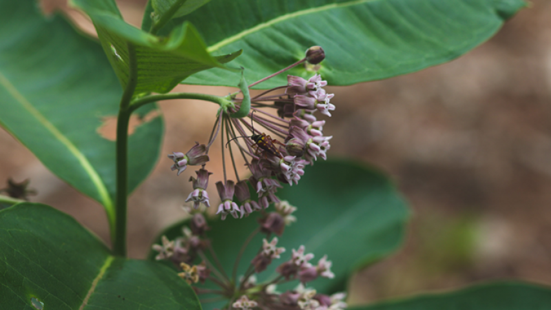 Milkweed & Insect