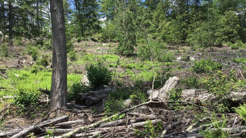 Forestry