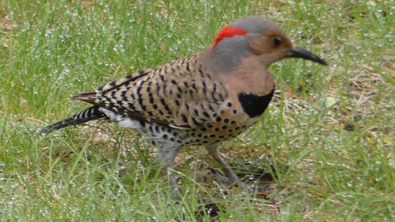 Bird in a field