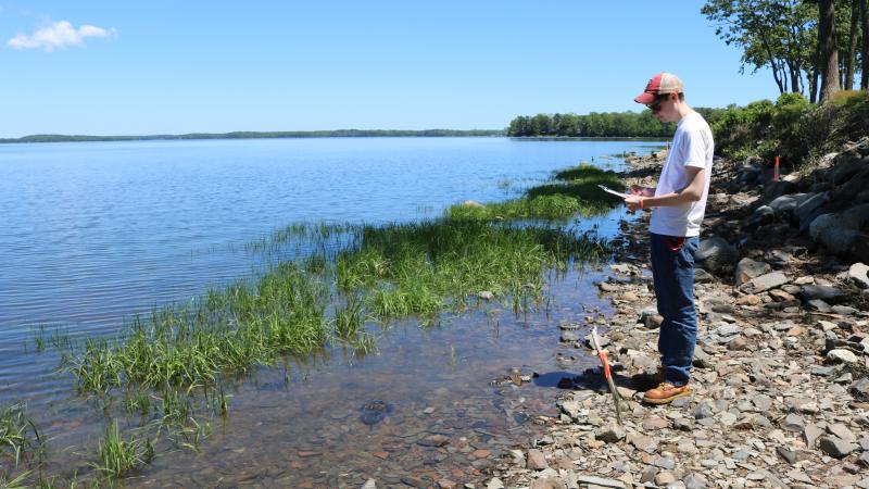 Horseshoe Crab Survey