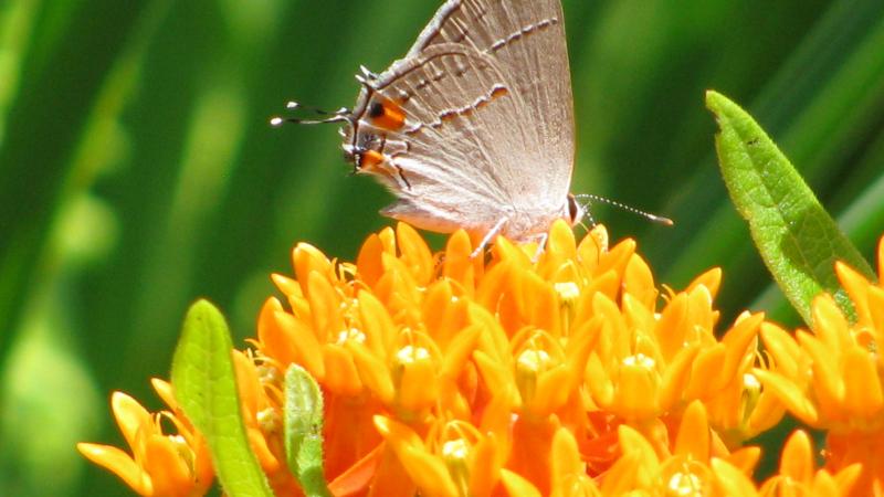 Butterfly on a flower