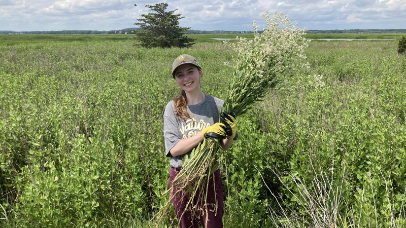 Pepperweed Pulling