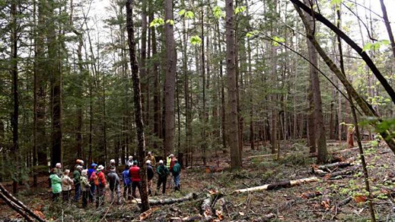 Volunteers in the woods