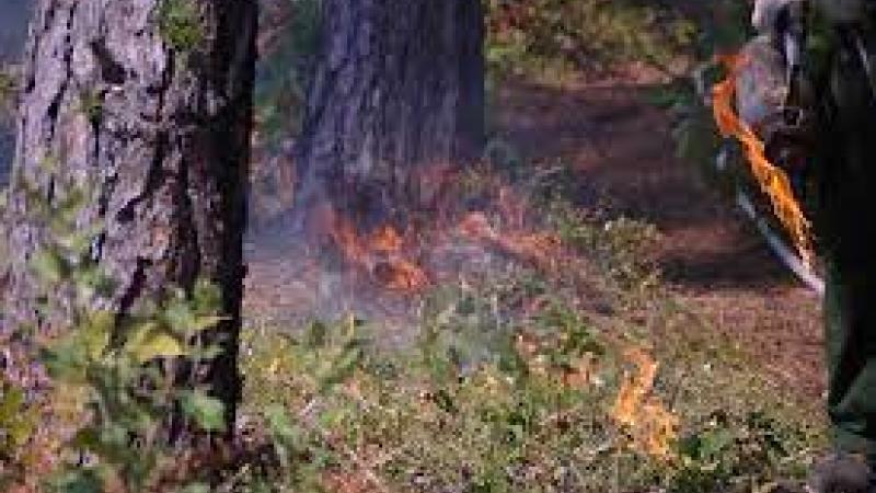 Burning brush by prescribed fire