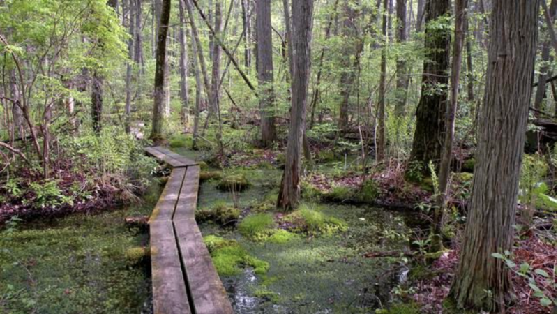 Walking bridge at Lubberland Creek Preserve Bog