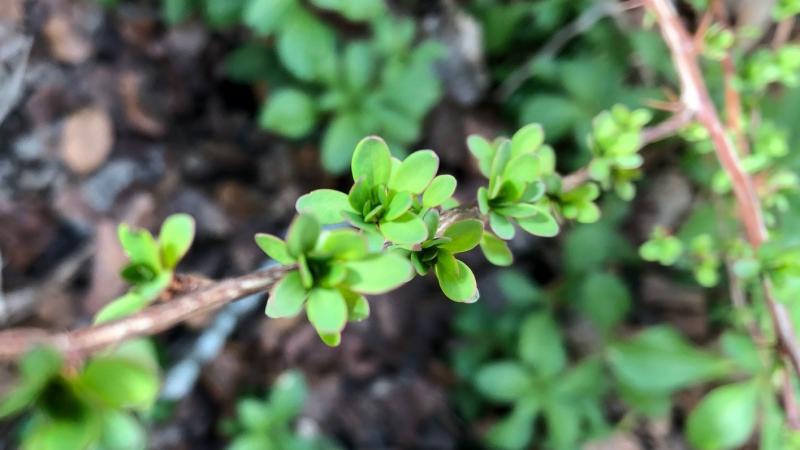 Image of an invasive plant