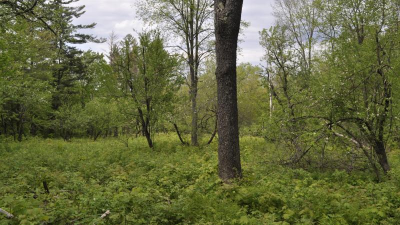 Wildlife Orchard