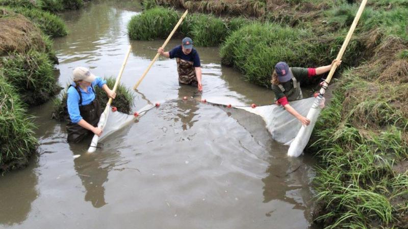 Volunteers using a stream net