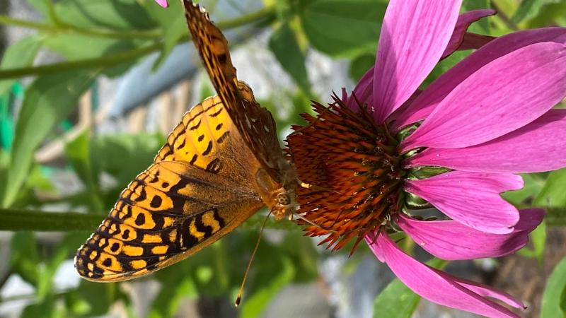 Fritillary butterfly