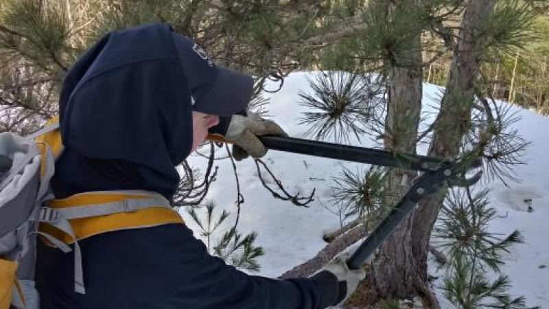 volunteer pruning a tree