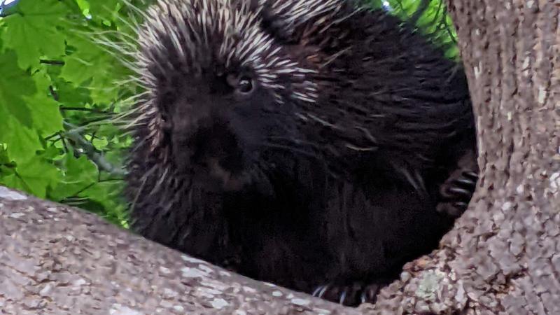 Porcupine in a tree