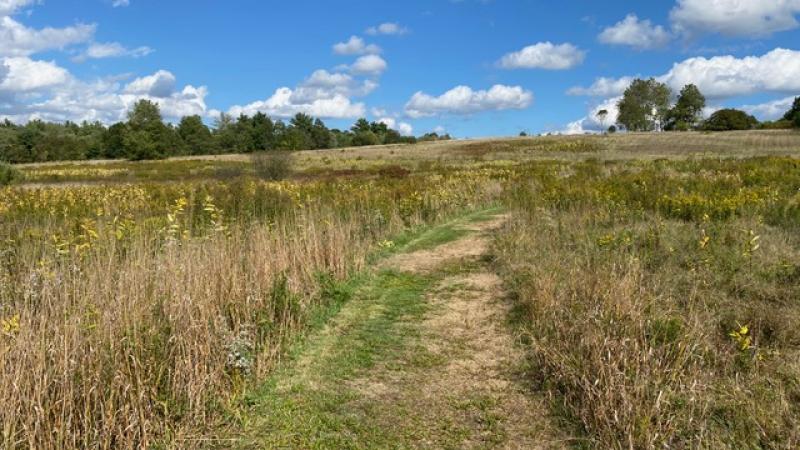 Path at Wiggin Farm Conservation Area