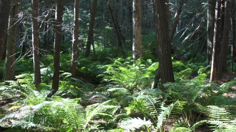 Invasive plants in the woods.