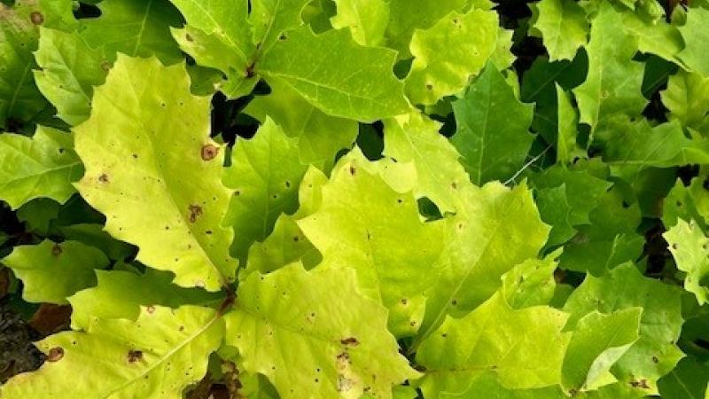 Tree leaves