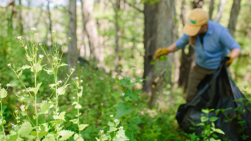 invasive plant ID