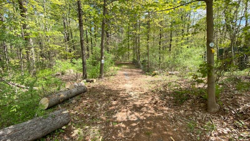 Passage in the woods