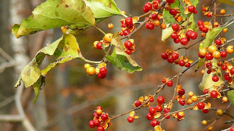 example of an invasive plant