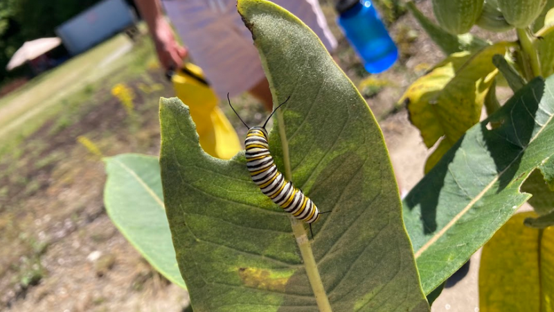 caterpillar