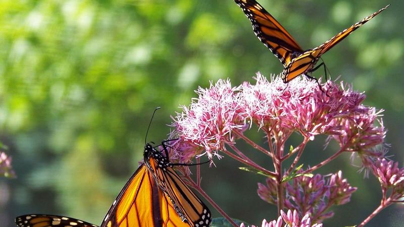 Monarch butterflies feeding on milkweed.