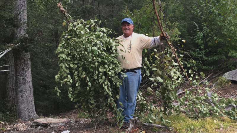 Volunteer removing brush at Mount A.