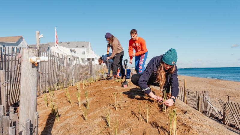 People planting grass on dune