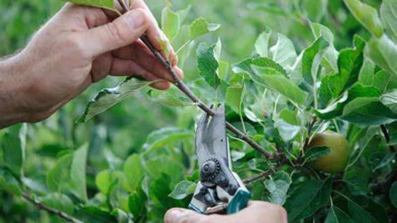 pruning apple tree