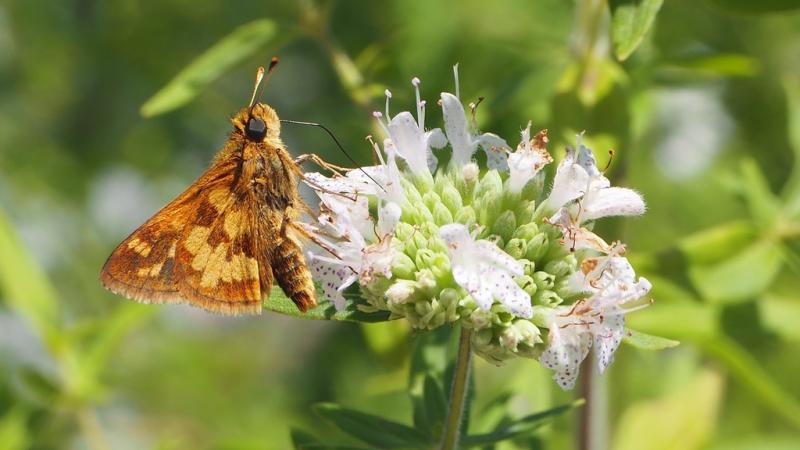 Pollinator on flower