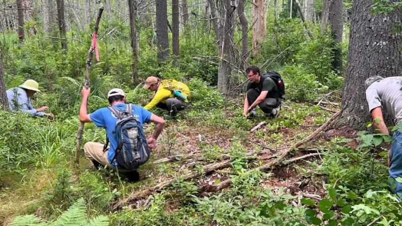 volunteers pulling invasive plants