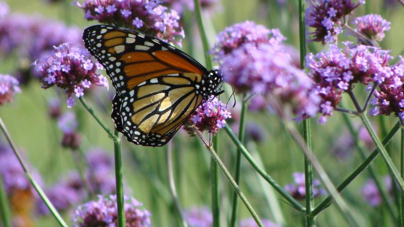 monarch butterfly