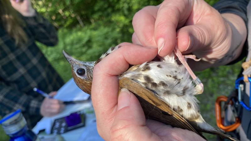 upclose of banded bird