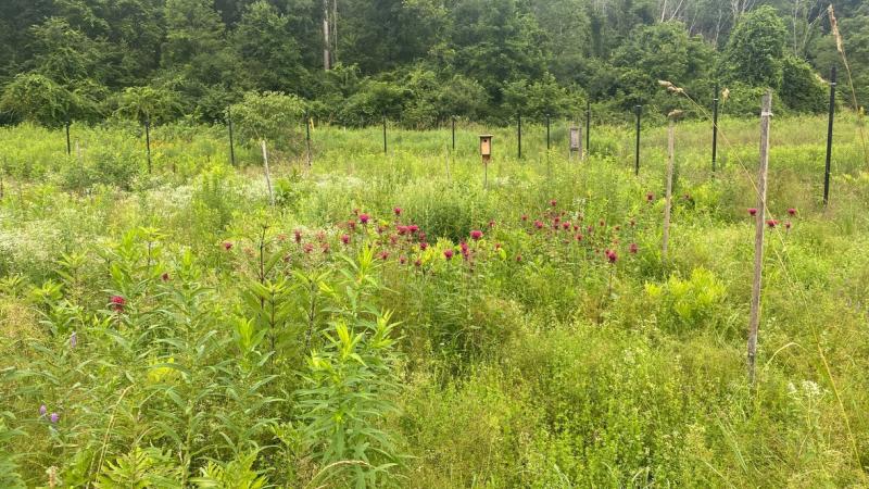 pollinator garden