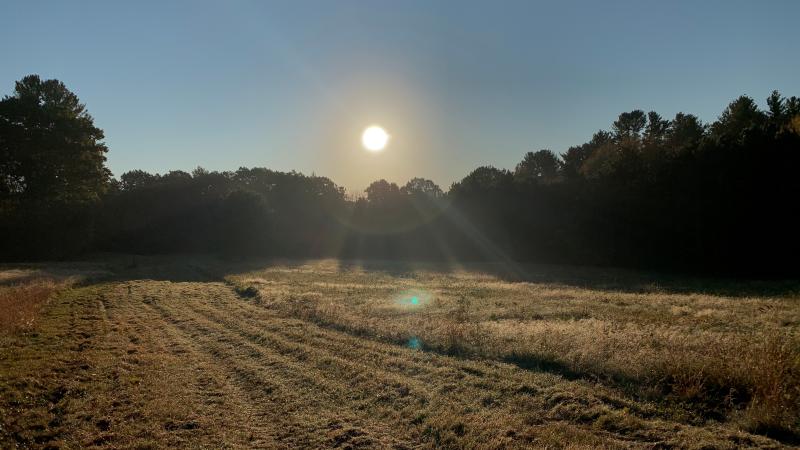 Field with sunset