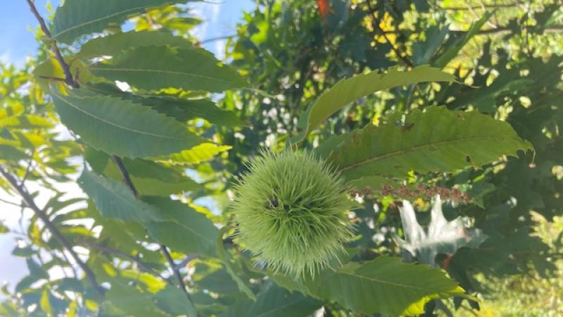 American chestnut bur, Boscawen