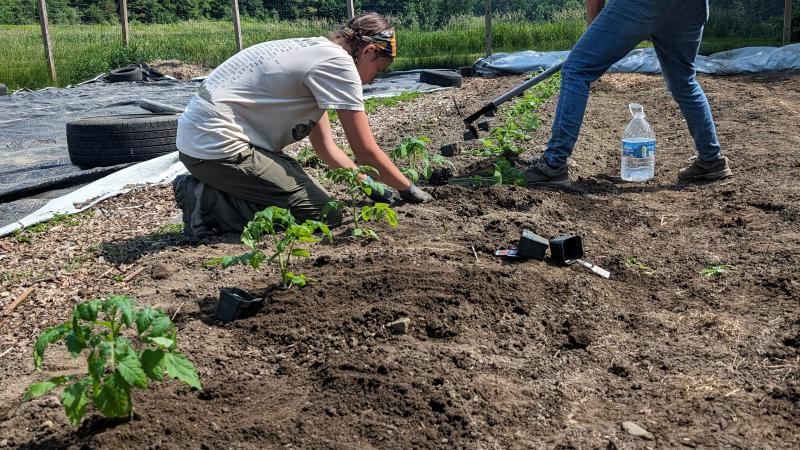 people planting vegetables