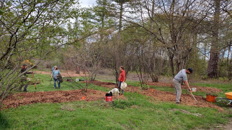 volunteers raking mulch