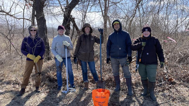 Volunteers removing woody invasive plants