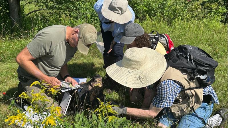 volunteers looking at butterflies in field