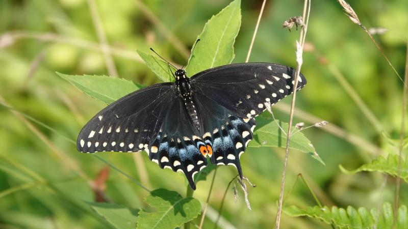 Black Swallowtail Butterfly