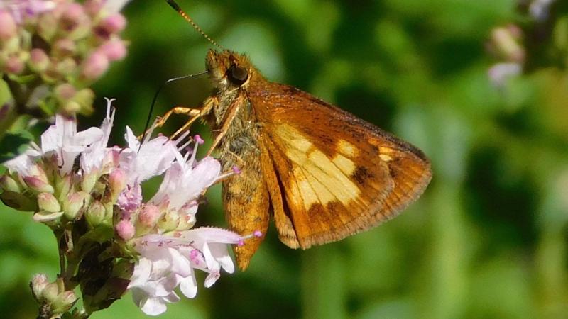 Mulberry Wing Butterfly