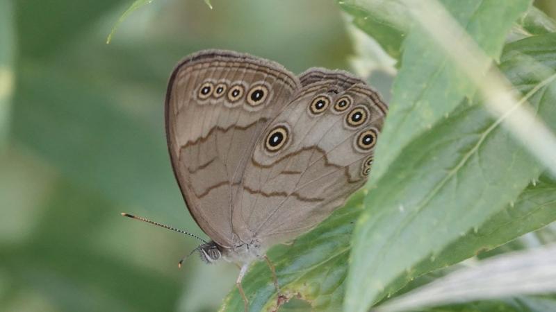Appalachian Brown Butterfly