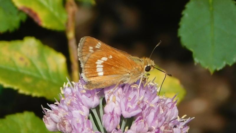 Leonard's Skipper