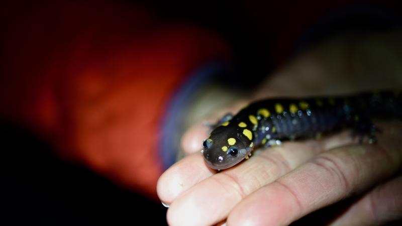 spotted salamander in volunteer hands