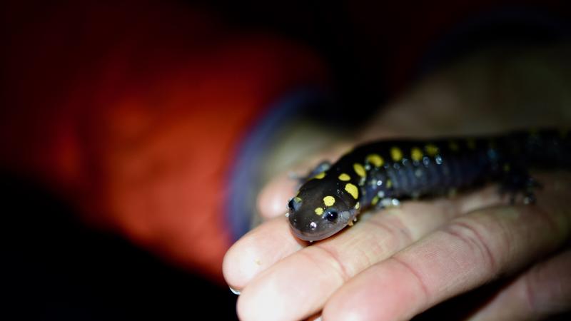 spotted salamander in volunteer hands